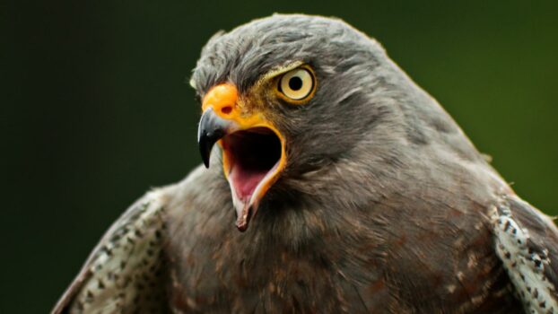 Hawkish vs Dovish: Explained & How to Trade