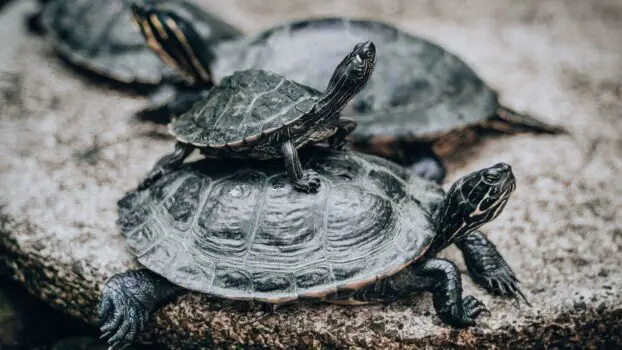 Turtle Trading: History, Strategy & Complete Rules